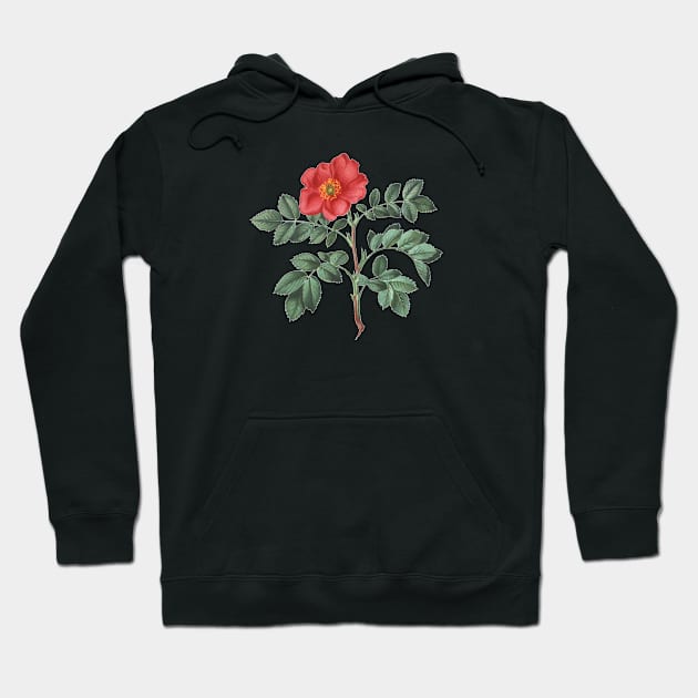 Wild Rose Flower Botanical Illustration Hoodie by Biophilia